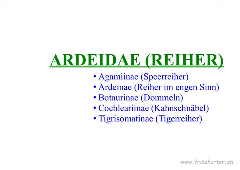 Ardeidae (Reiher).jpg